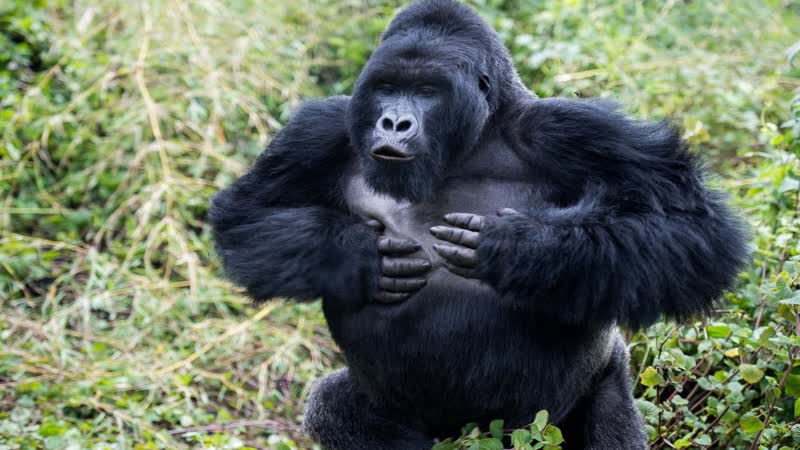 Gorilla on the trail of king kong | bbc wildlife specials | eng subs