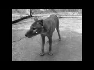 New footage of extinct tasmanian tiger