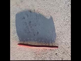 Тень многоножки (vhs video)