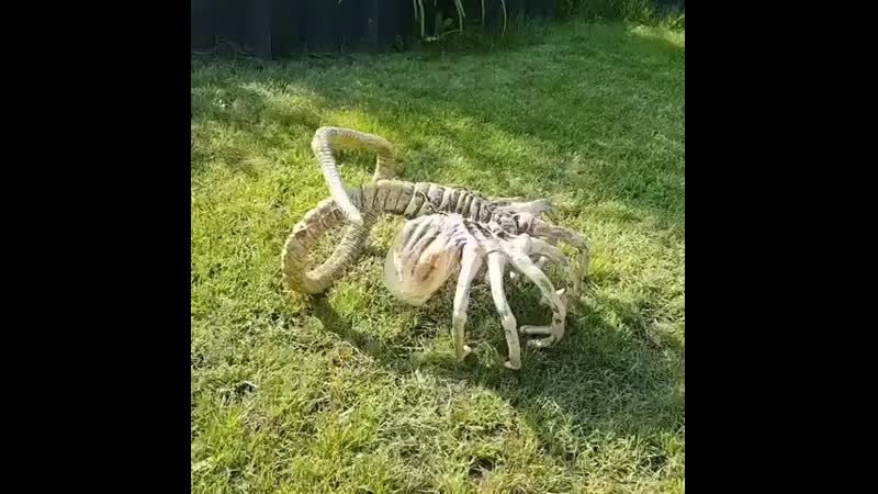 Лицехват