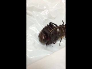 Cockroaches fuck