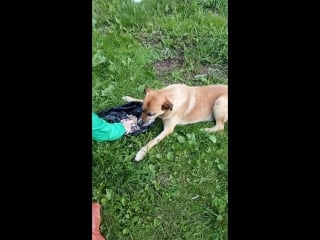 Vid 20170713 191523 mp4