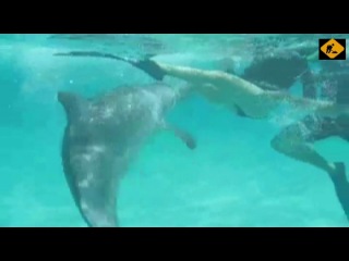 Видео секс с дельфином ⭐️ смотреть бесплатно порно роликов