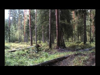 Дождь в сосновом лесу на болотах эстонии live rain in pine forest at swamps of estonia footage релакс