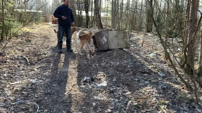 Рвётся бегать