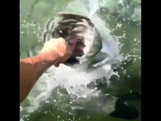 Покормил рыбку