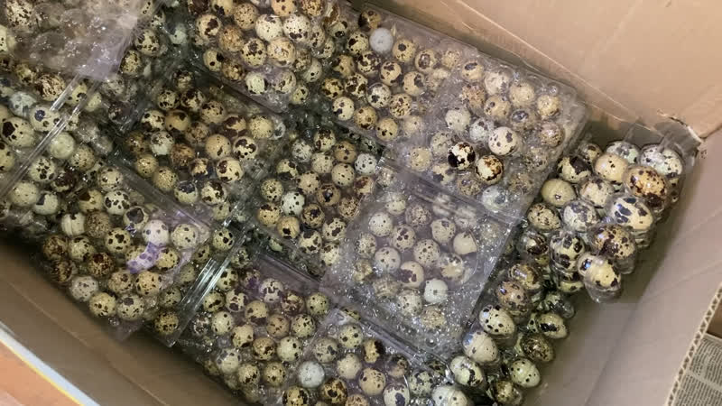 3820 дана бөдене жұмыртқалары ақтөбе қаласына жіберілді ✊🇰🇿