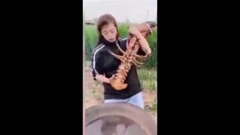 Няшная бурятка и усные крабы