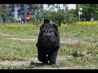 Velk nov dynamit biro star(chrus ch by epics meet and greet cosby biro star*jchrus ch rus velk nov legenda madgic beauty) 22 03