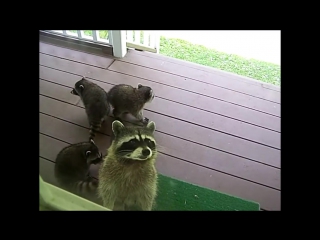 Кота позовите он обещал вынести покушатц (vhs video)