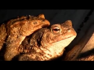 Underground passage for frogs in belarus переход для амфибий дикий мир