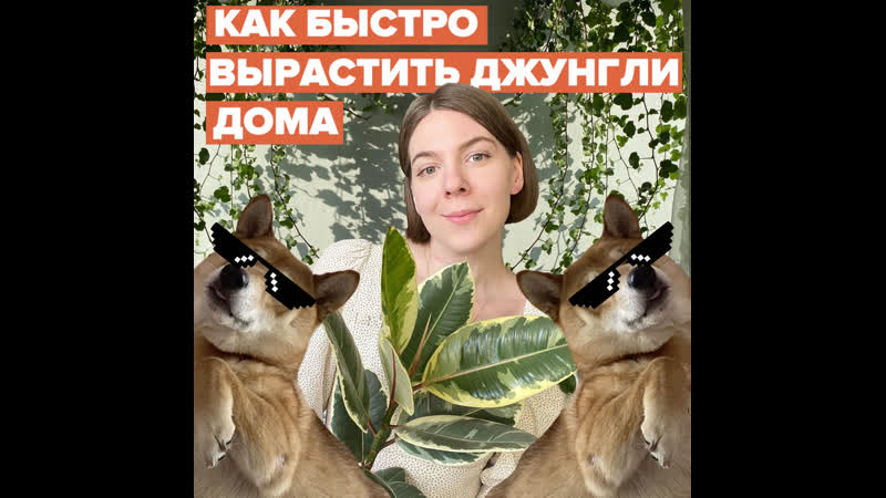 Как быстро вырастить джунгли дома