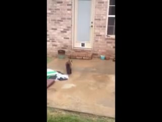 Купили кошке новую дверь с отдельным входом (vhs video)