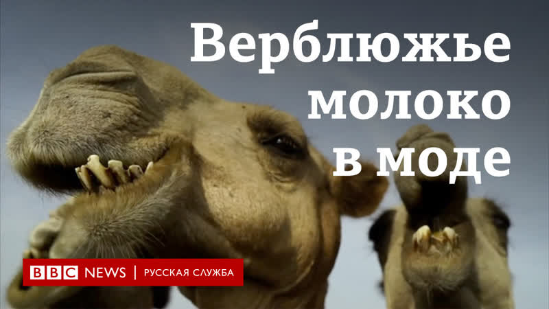 Верблюжье молоко новое золото почему растет спрос на этот продукт и кто на этом зарабатывает?