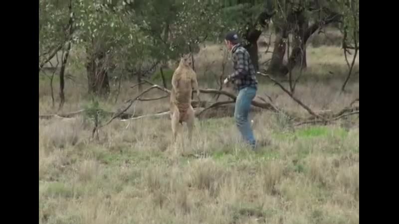 Дал кенгуру по еблу