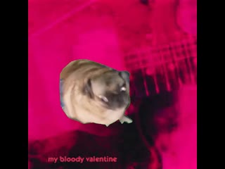 Shoegaze pug just vibin