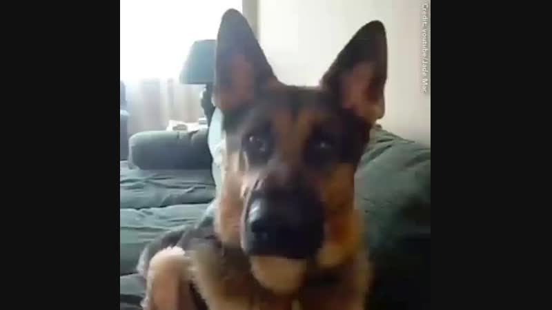 Немецкая овчарка