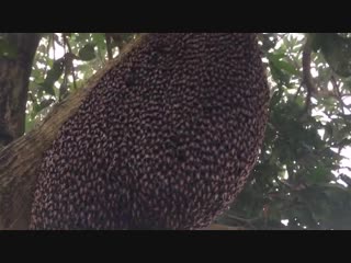 Giant honey bees perform a hypnotic defensive dance to ward