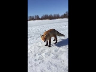 Рыжая пришла покушать