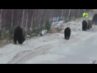 Семейство медведей вышло на дорогу недалеко от губкинского