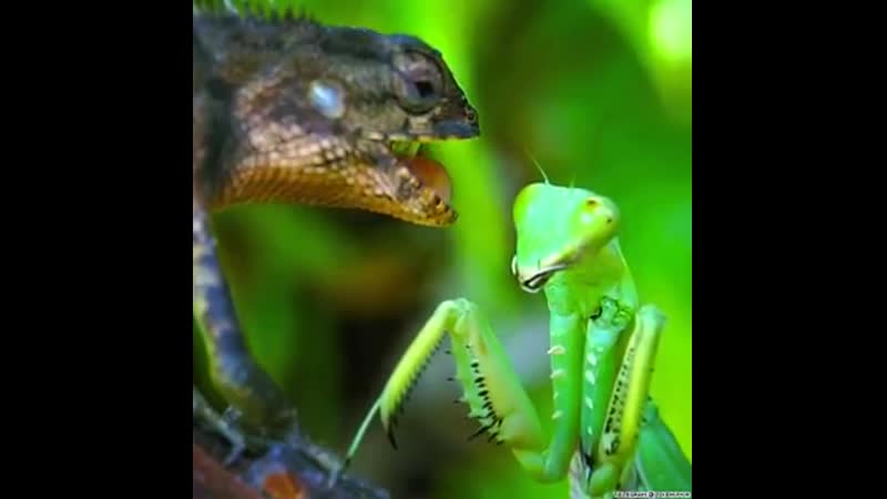 Игуана против богомола впервые вижу богомола который уделал игуану