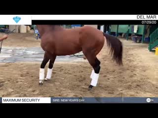 Maximum security is feeling great after his san diego handicap win