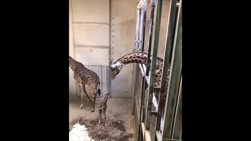 Маленький жираф встречает большого