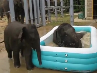 Baylor and tupelo in the pool