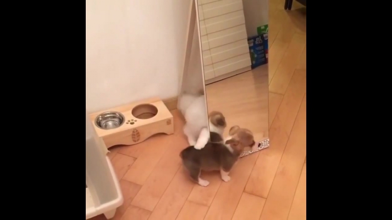 Котей играется с молодые