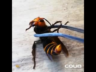 Огромный азиатский шершень (vespa mandarinia) | huge asian hornet (vespa mandarinia)