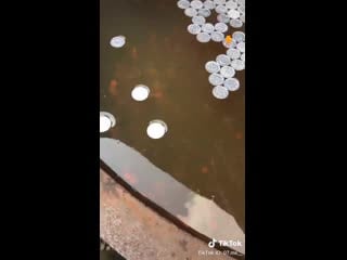 Монетка в бочке 2ch webm