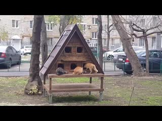 «кошкин дом» в районе динамо