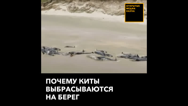 Почему киты выбрасываются на берег