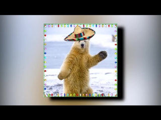 Jose cuervo (dancing bear)