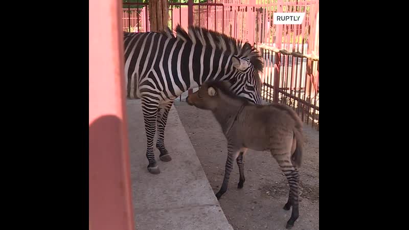 В липецком зоопарке родился зеброид от папы осла и мамы зебры!
