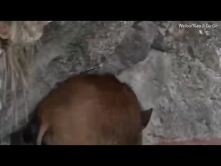 Young wild boar is 'too scared' to walk on a 230ft high glass bridge