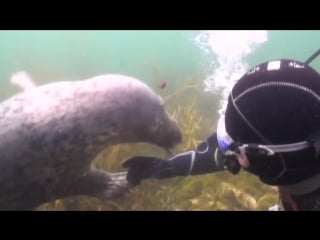 Scuba diver pets seal underwater(1)