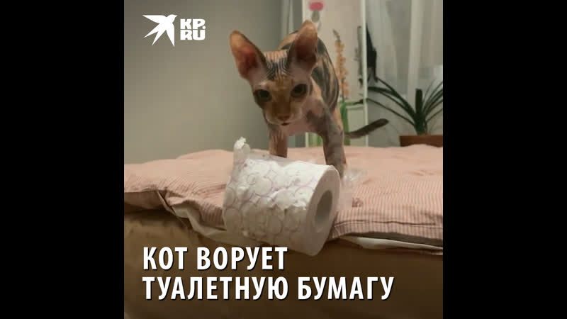 Украли кота