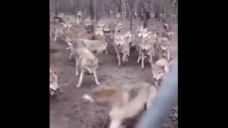 Один против стаи /