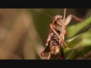 These hairworms eat a cricket alive and control its mind (deep look)