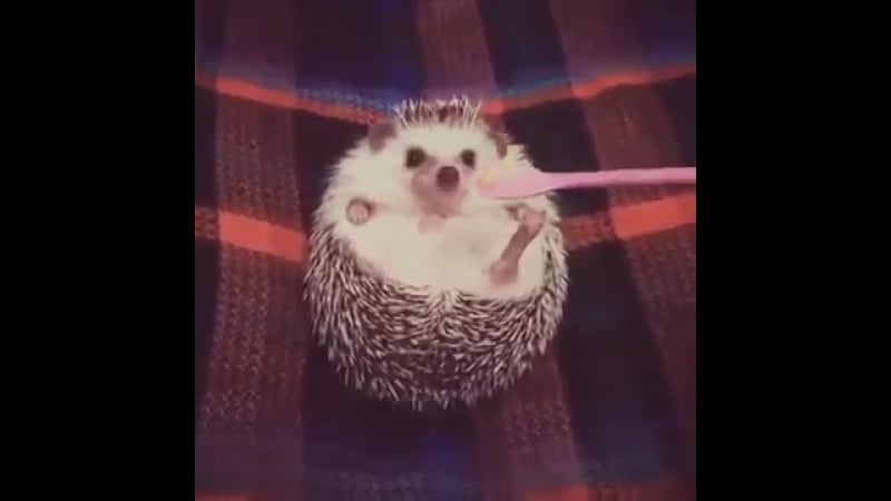 Сколько наберет лайков милый ежик?