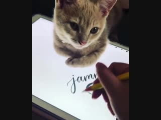 Cat & calligraphy каллиграфская [каллиграфия]