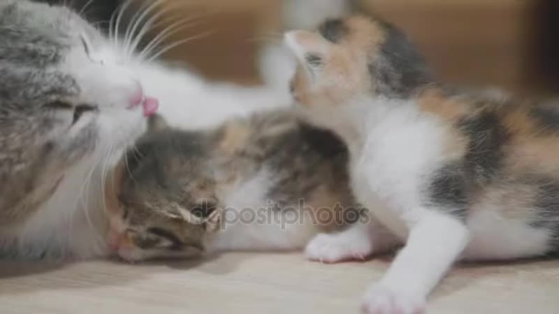 Depositphotos 196087978 stock video mother tricolor cat hugging little mp4