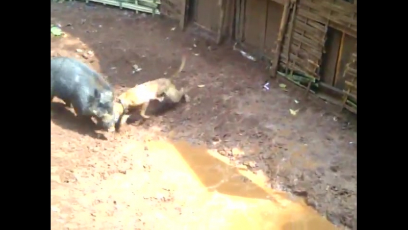 Подсвинок против пита (pig vs pitbull)