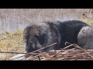 Caucasian shepherd brutal russian bear dog