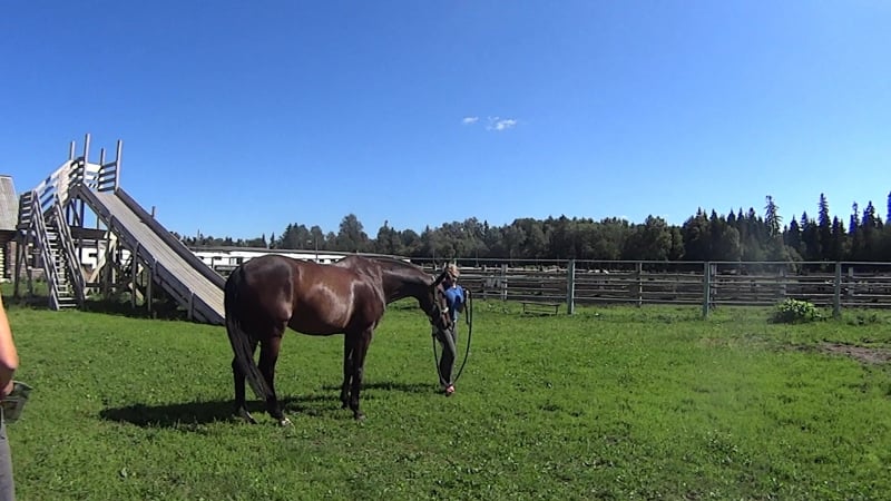 На осмотре у ветеринара (3)