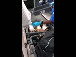 Confiscated for being too cute