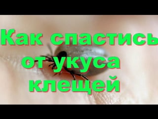 На теле клещ? как спастись от укуса клеща?