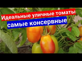 Идеальные томаты открытого грунта для консервирования новинка! серия самые консервные томаты