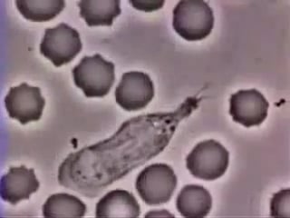 Макрофаг ловит бактерию (macrophage catches bacterium)